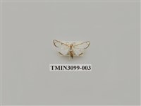藏品(螟蛾148)的圖片
